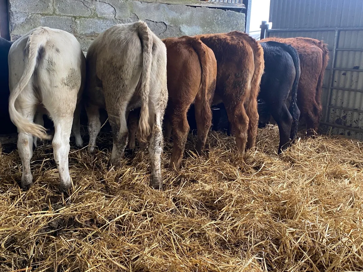 6 Super 330kg Weanling Heifers - Image 4