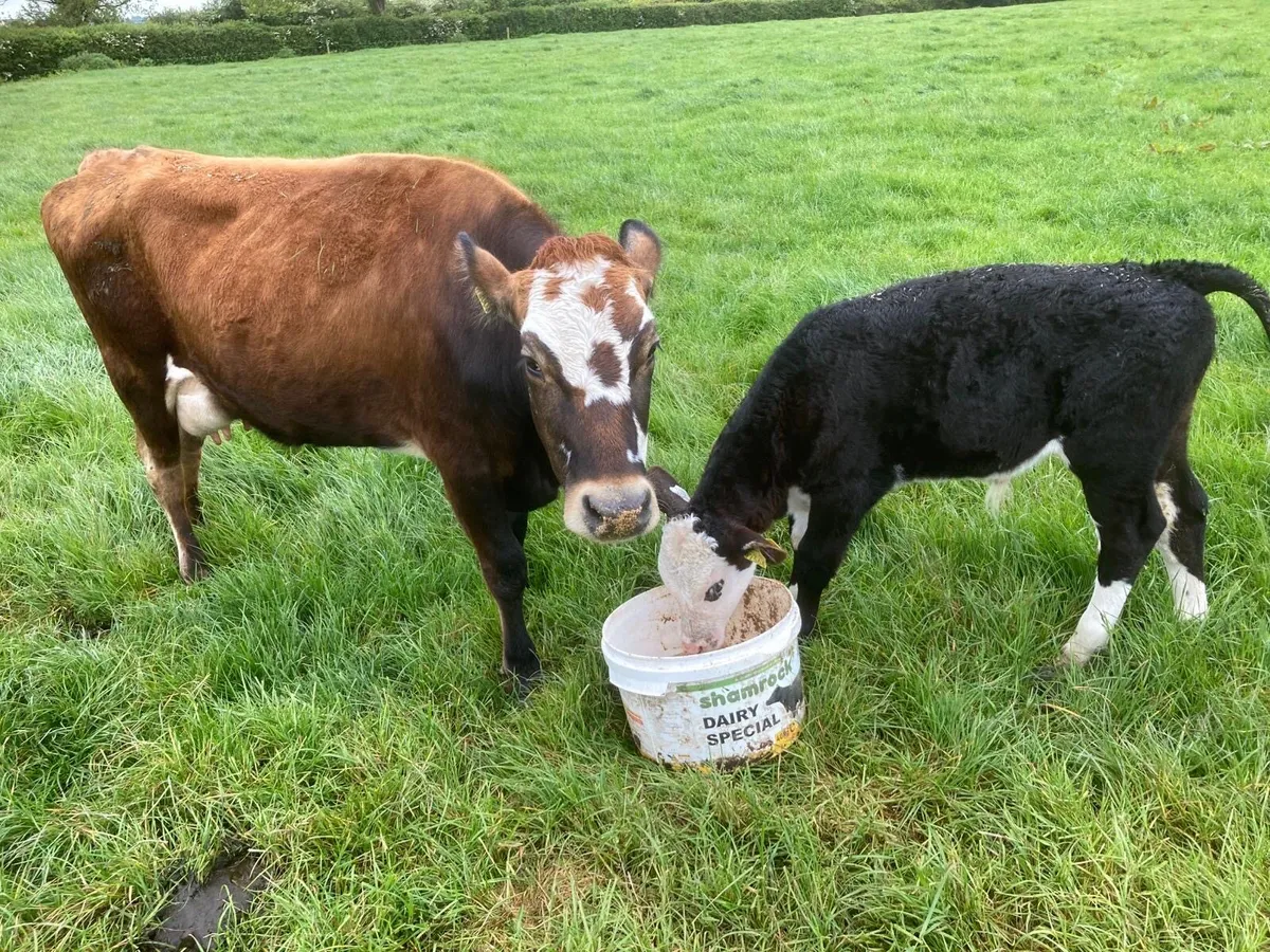 Suckler cow and calf - Image 2