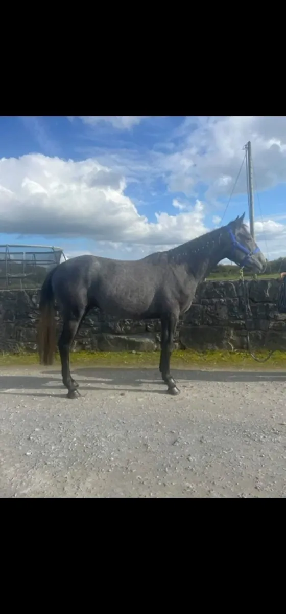 Watermill Swatch Gelding - Image 3