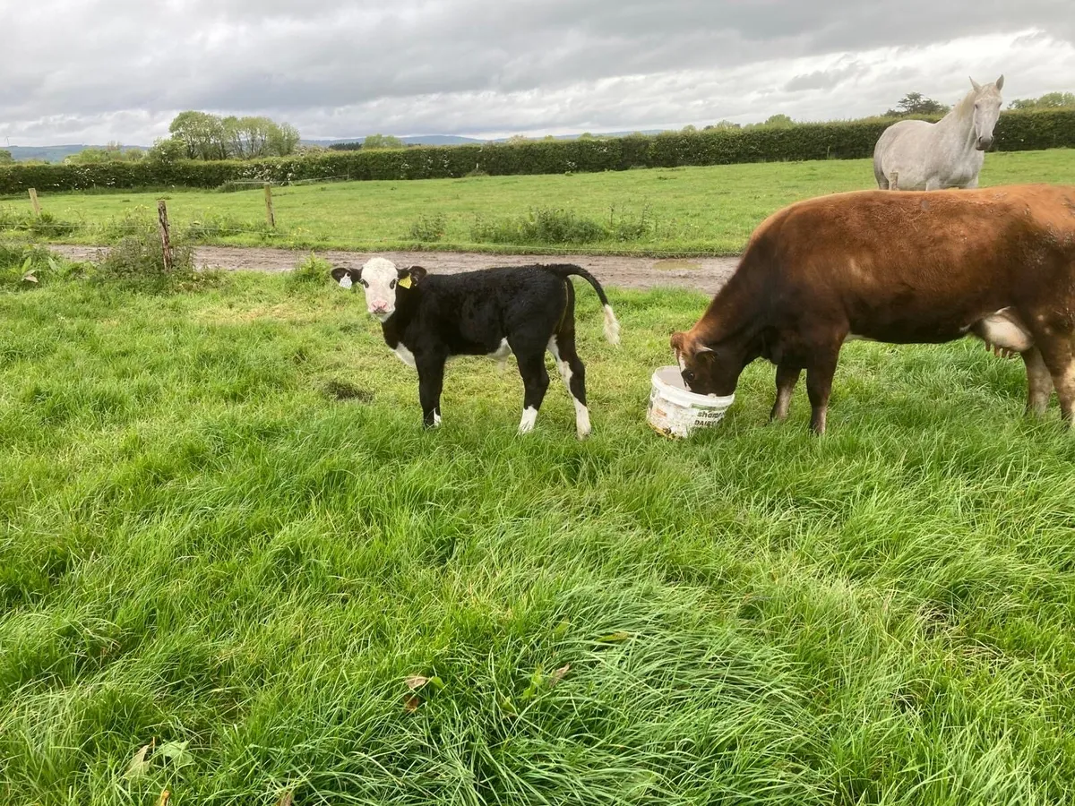 Suckler cow and calf - Image 3
