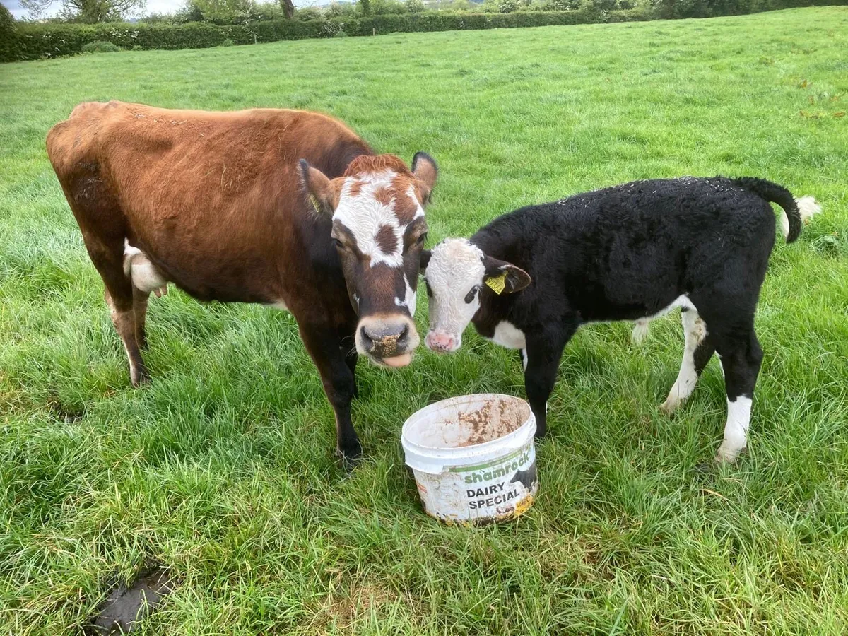 Suckler cow and calf - Image 1