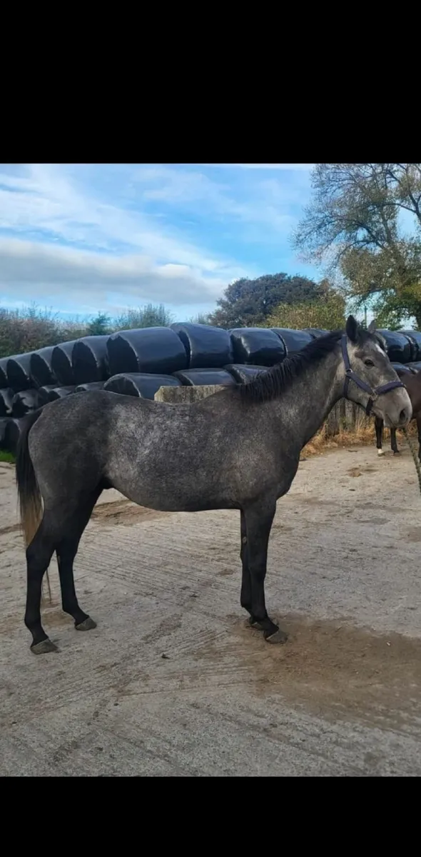 Watermill Swatch Gelding - Image 4