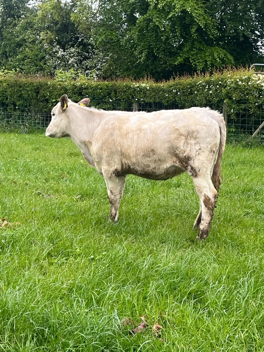 Cattle - Image 1