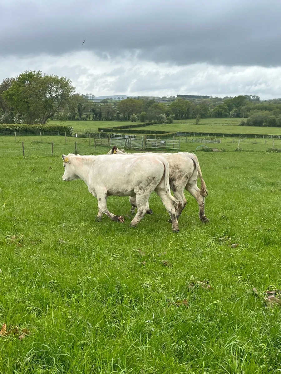 Cattle - Image 3