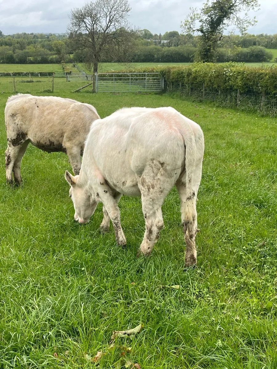 Cattle - Image 2