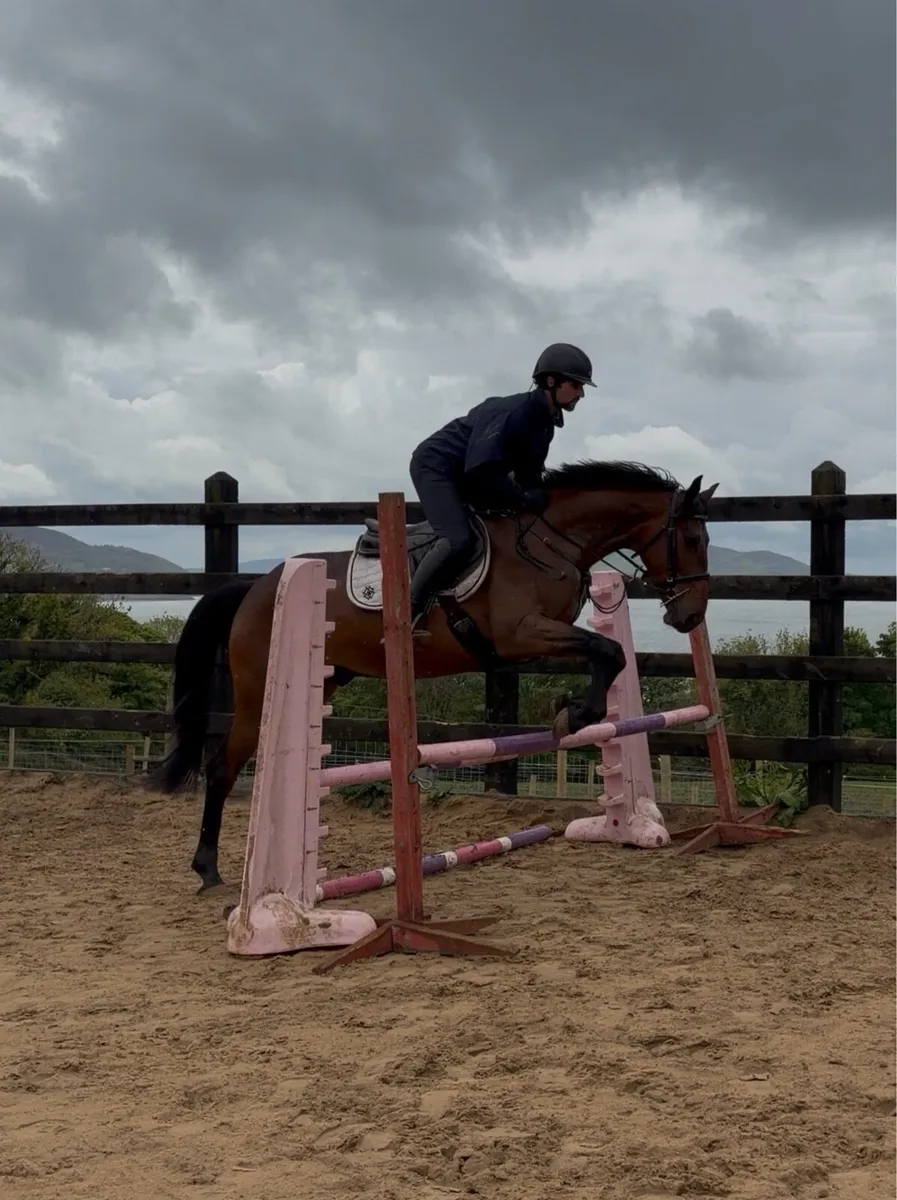4 yo gelding ⭐️ smart and easy - Image 2