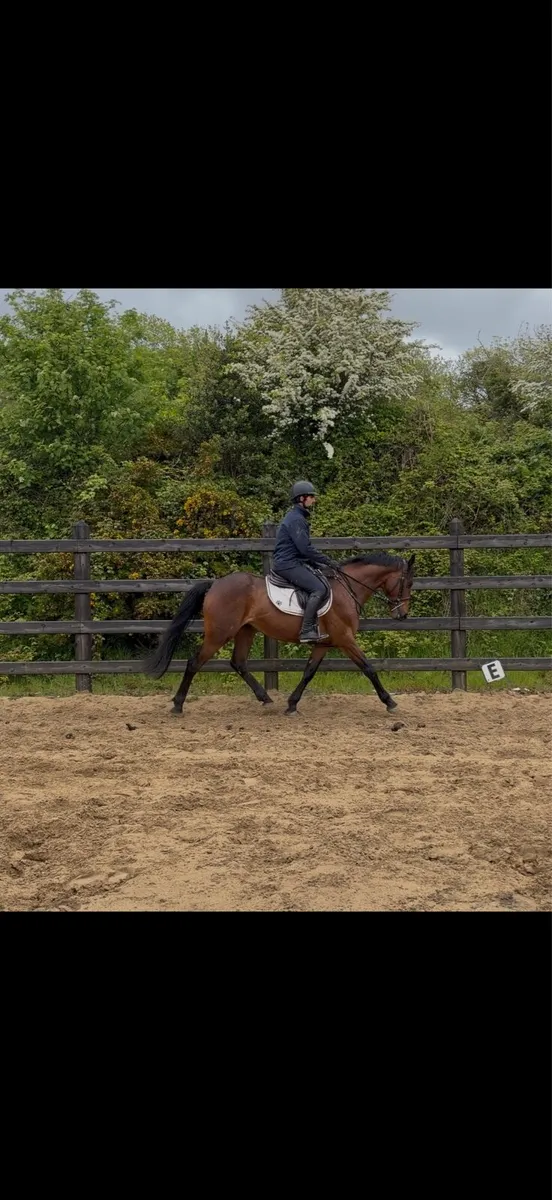 4 yo gelding ⭐️ smart and easy - Image 1