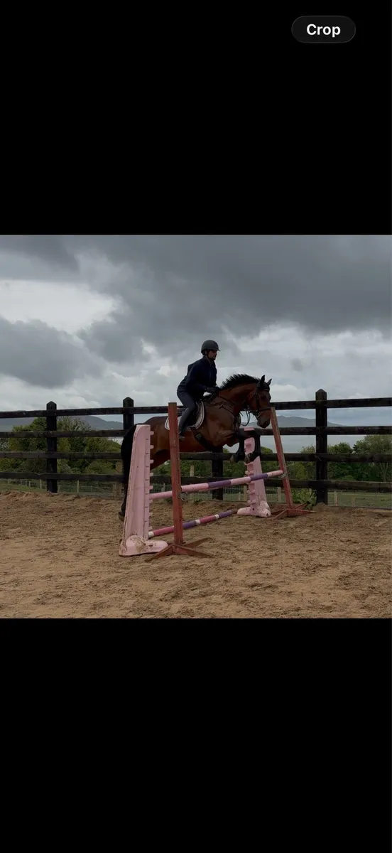 4 yo gelding ⭐️ smart and easy - Image 3