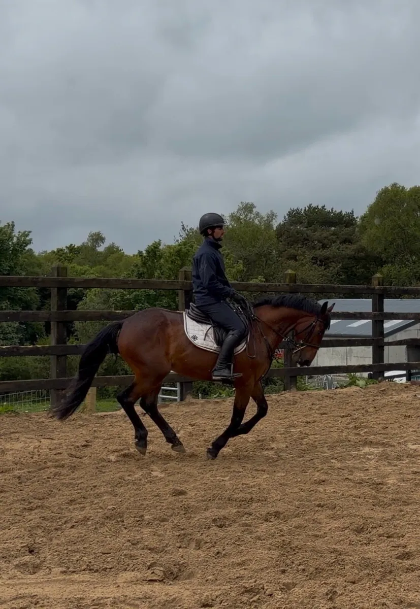 4 yo gelding ⭐️ smart and easy - Image 4