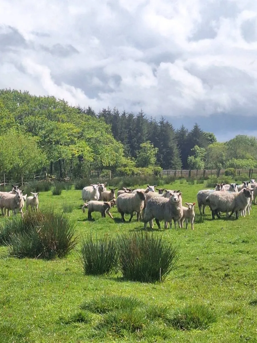 Ewes and lambs - Image 3