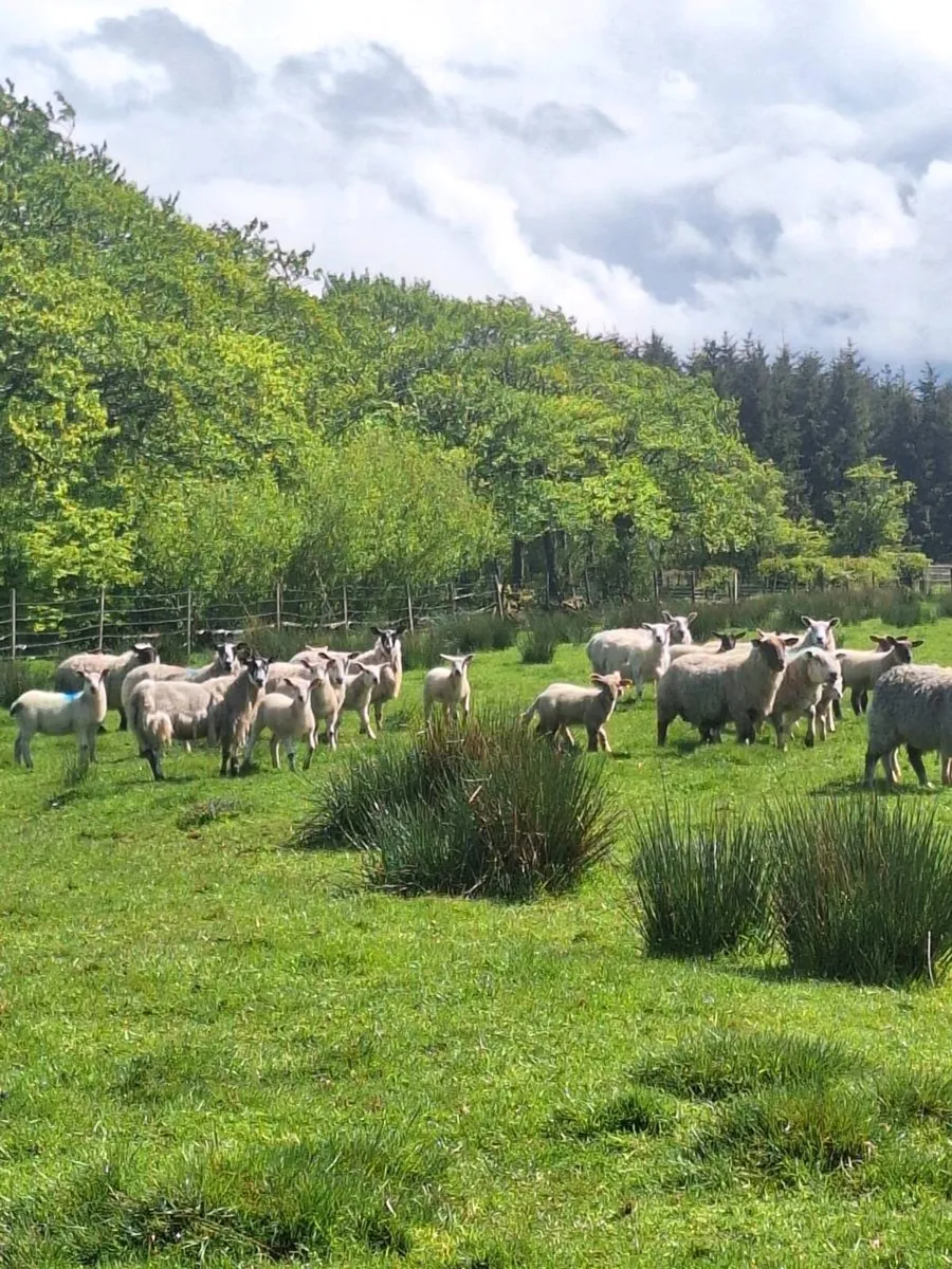 Ewes and lambs - Image 4