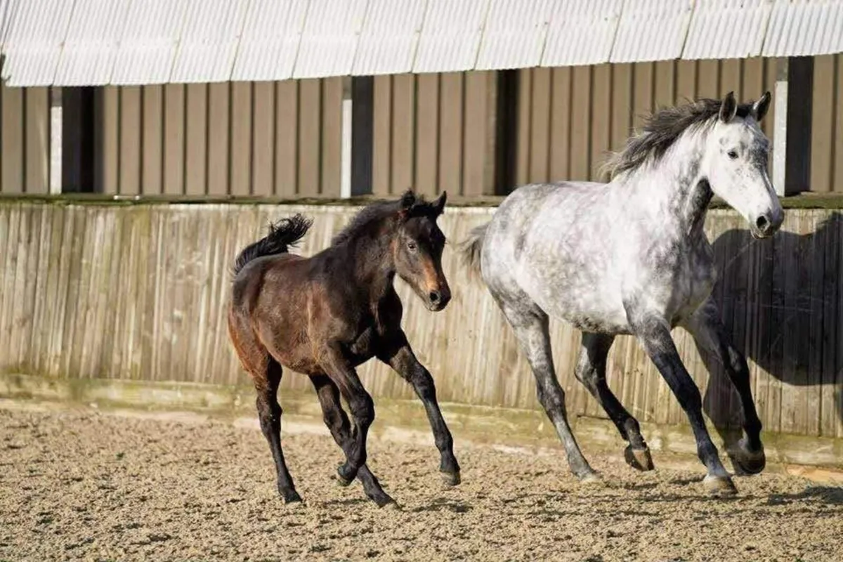 Dallas VDL mare - Image 2