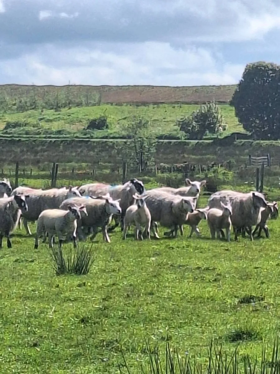 Ewes and lambs - Image 1