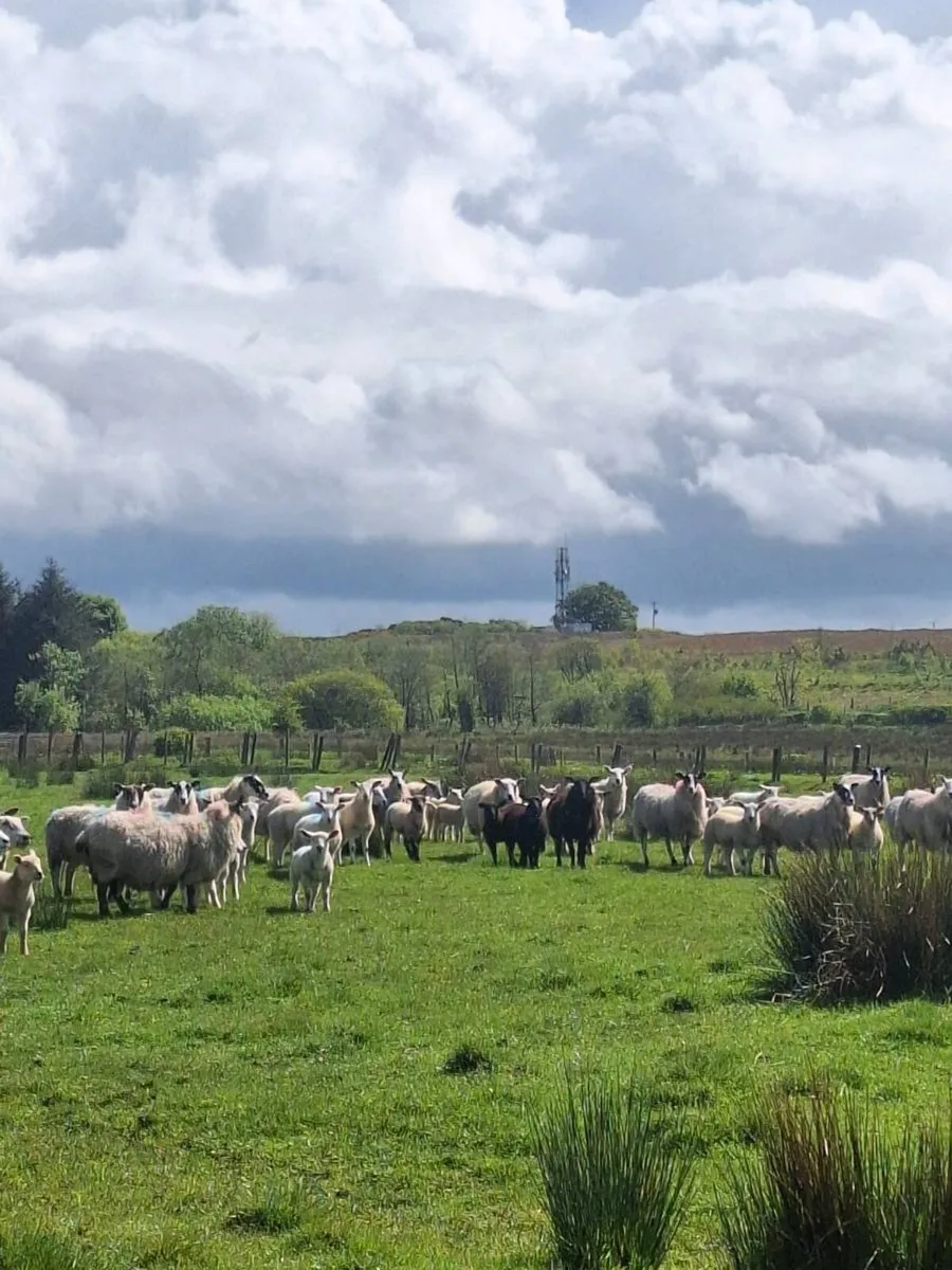 Ewes and lambs - Image 2