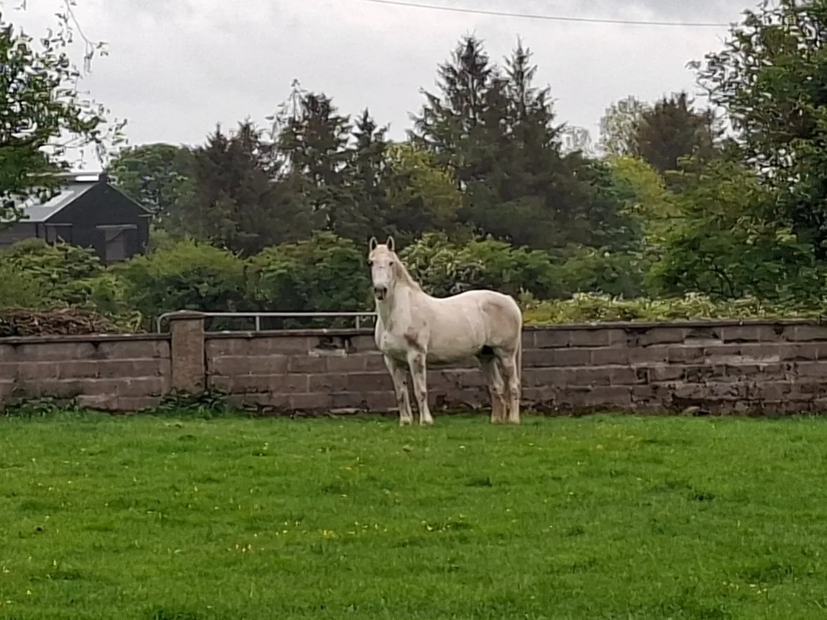 Broodmare - Image 3