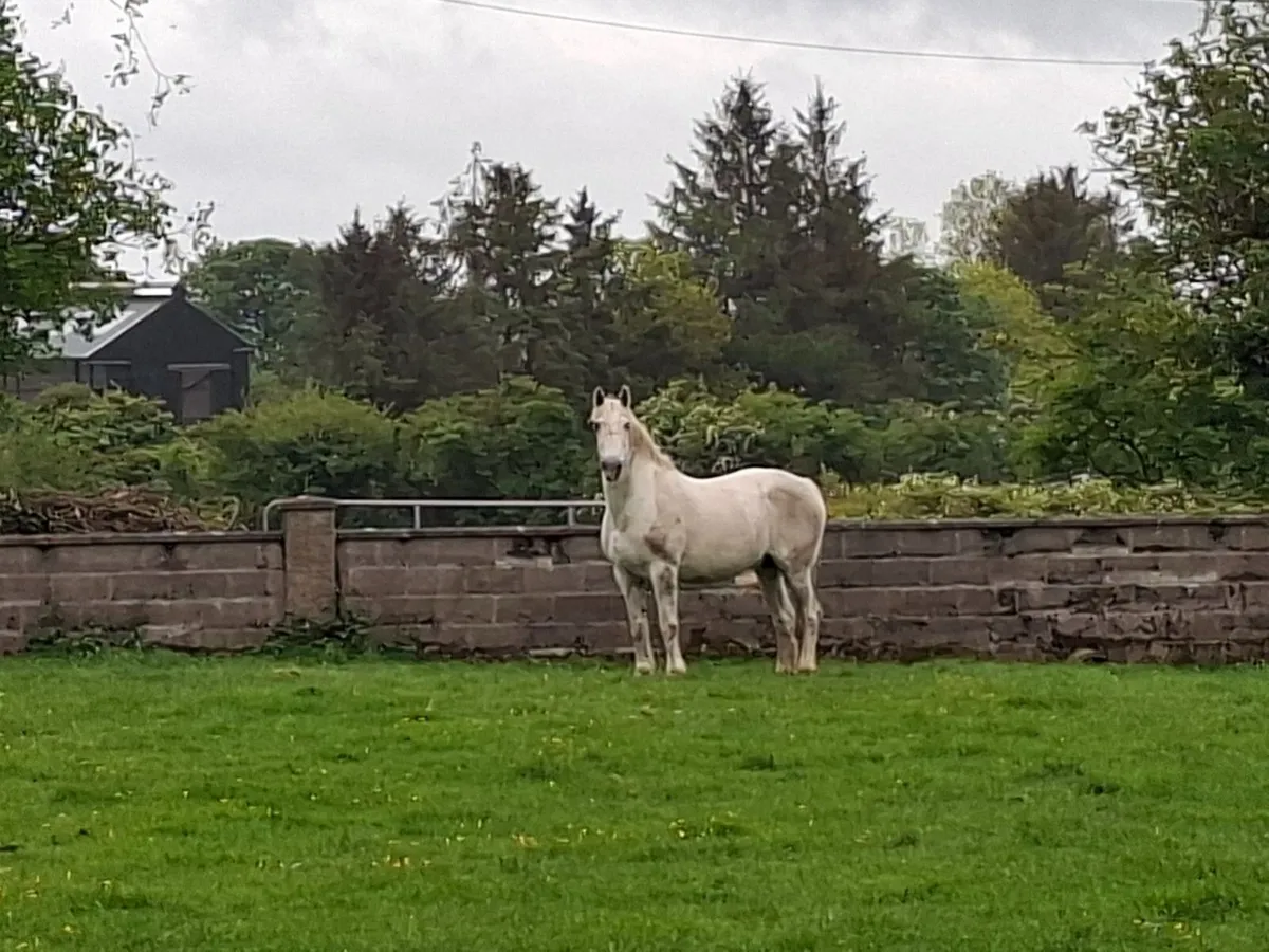 Broodmare - Image 4