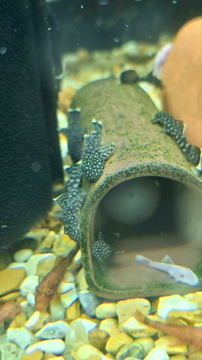 Black/Common Bristlenose Plecos - Image 1