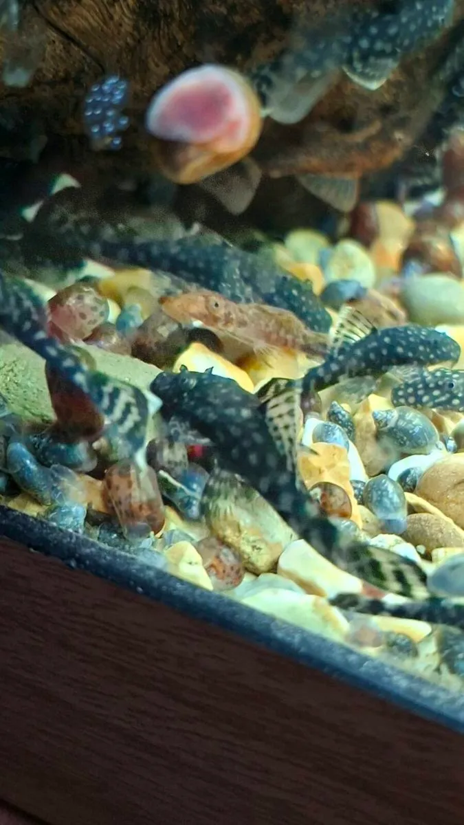 Black/Common Bristlenose Plecos - Image 2