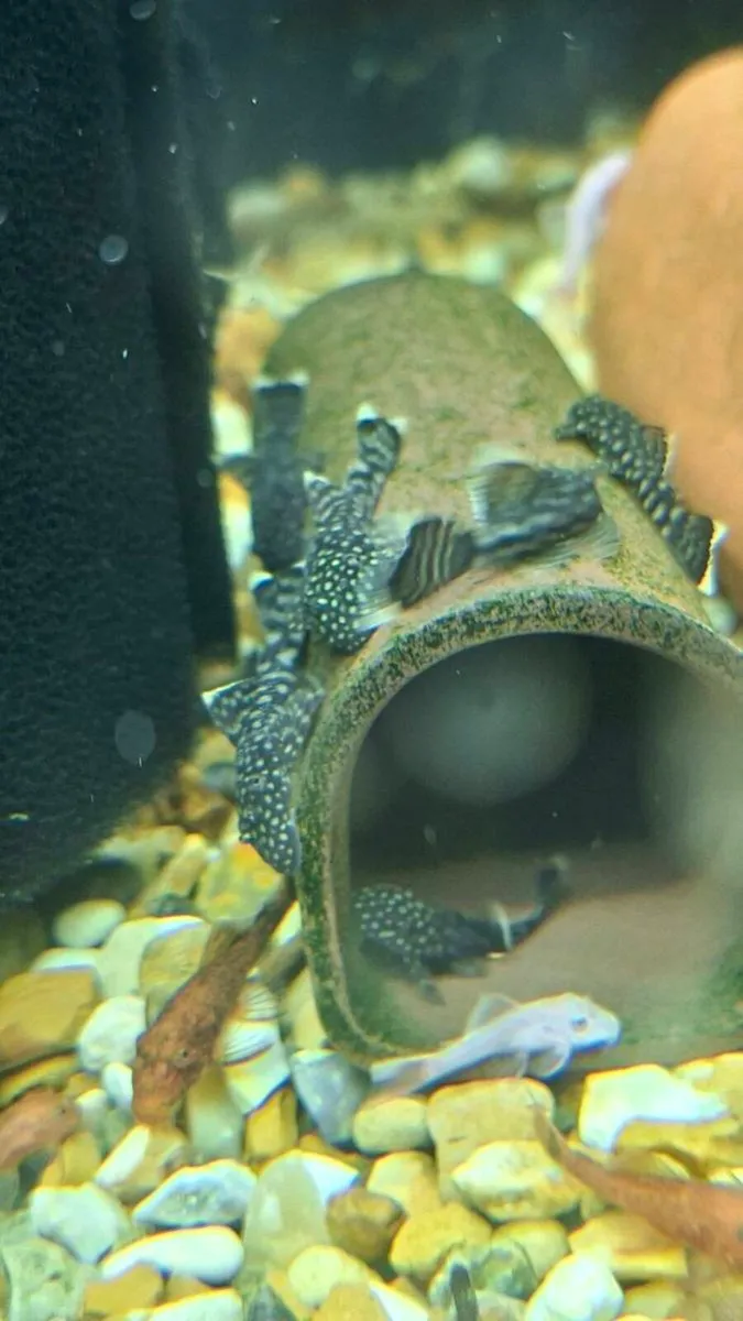 Black/Common Bristlenose Plecos - Image 3