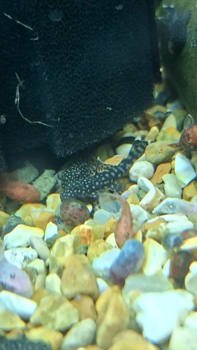 Black/Common Bristlenose Plecos - Image 4