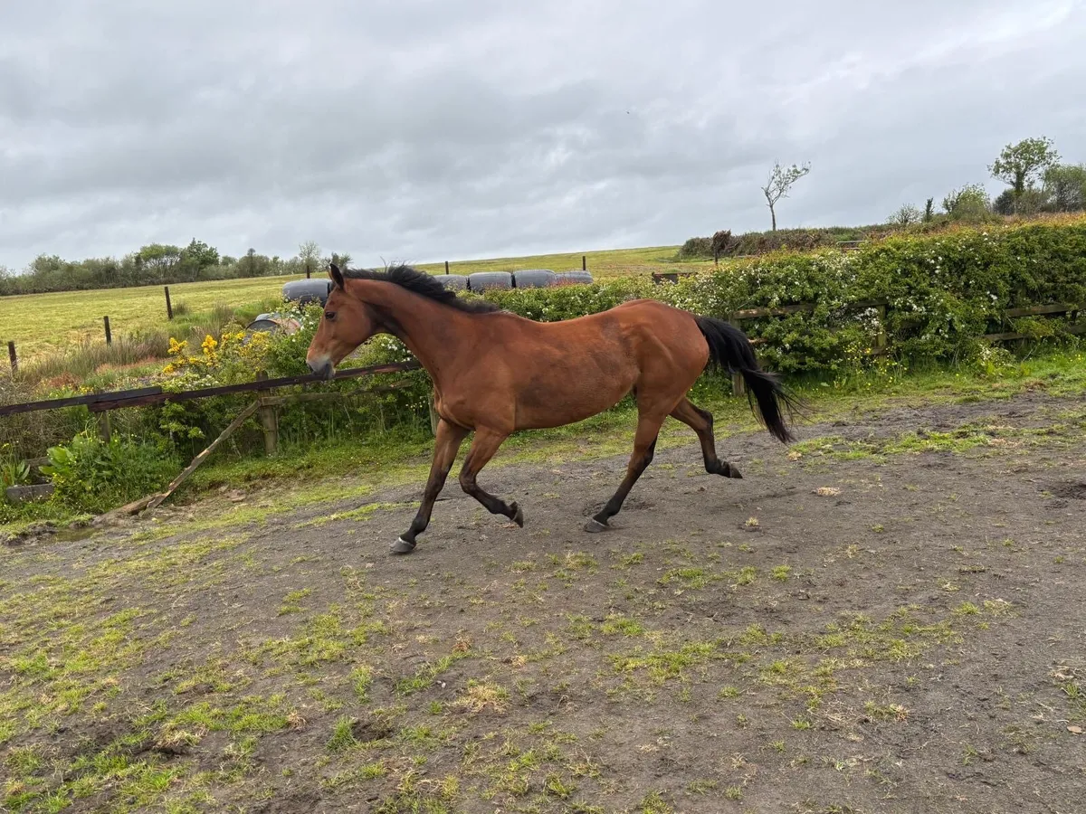 Two very well bred mares for sale - Image 3