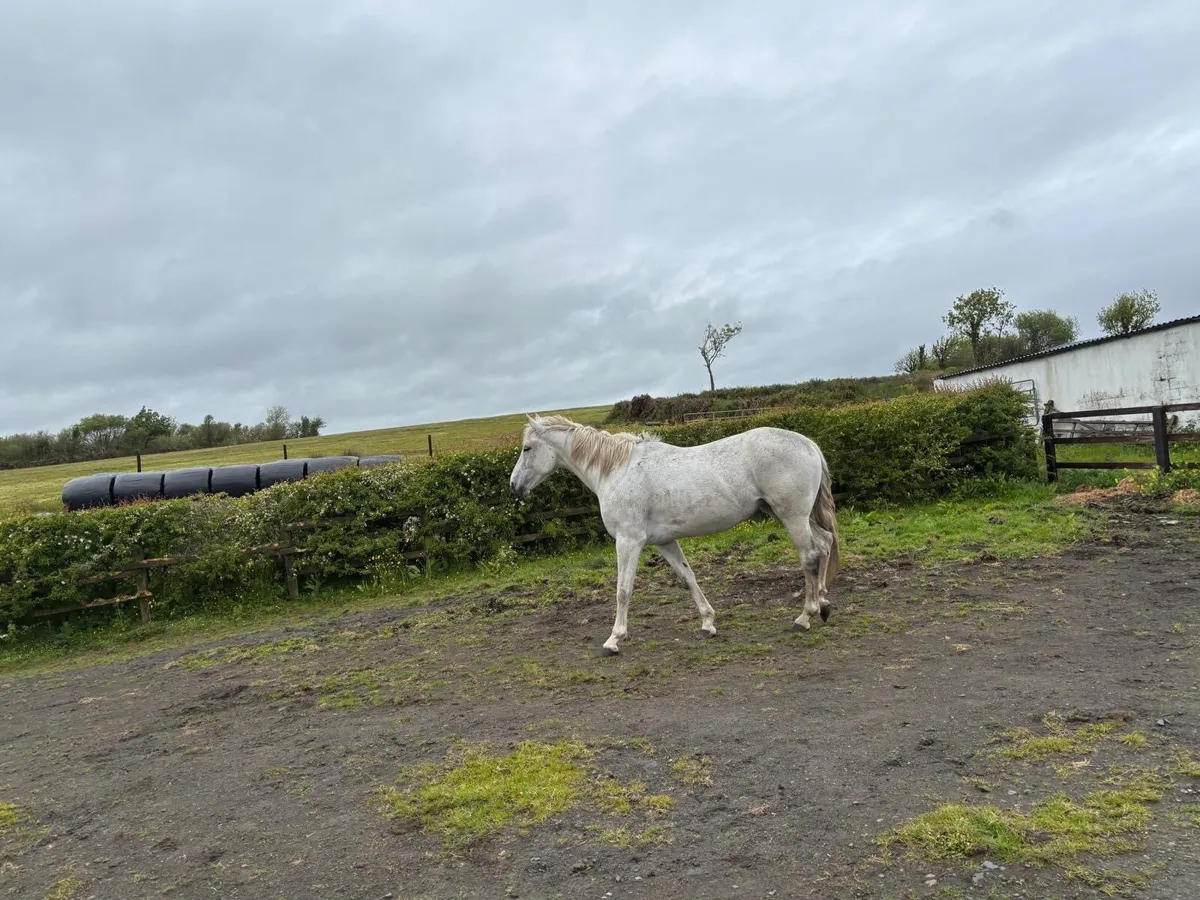 Two very well bred mares for sale - Image 4