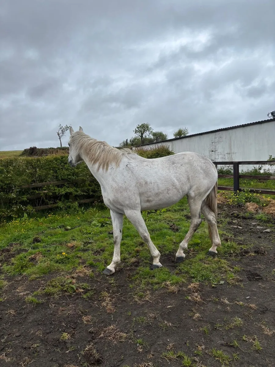 Two very well bred mares for sale - Image 2