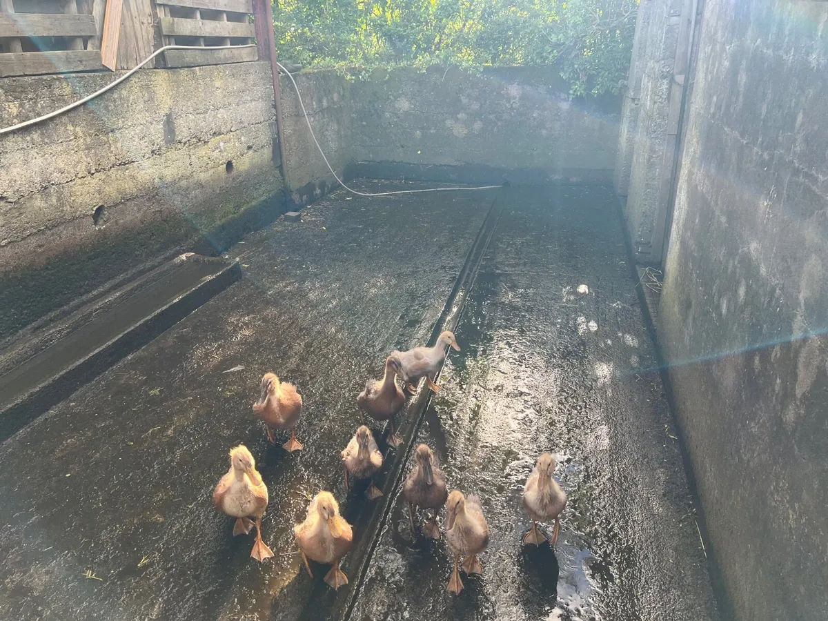 Ducks - Image 2