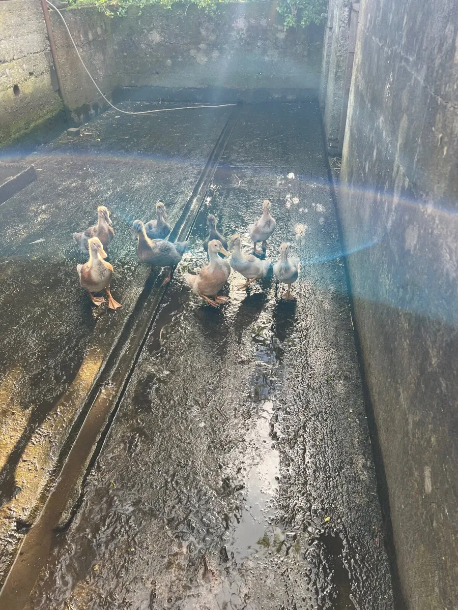 Ducks - Image 3