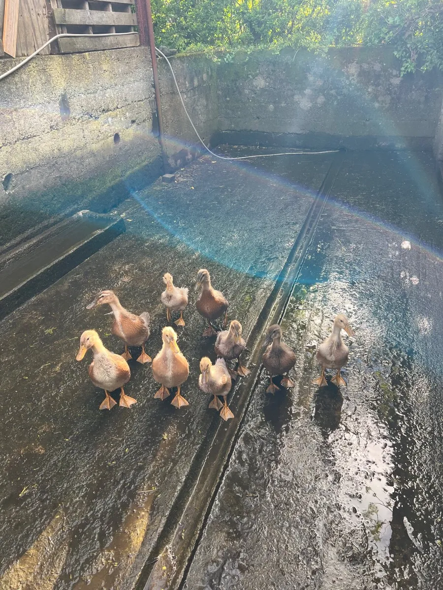 Ducks - Image 4