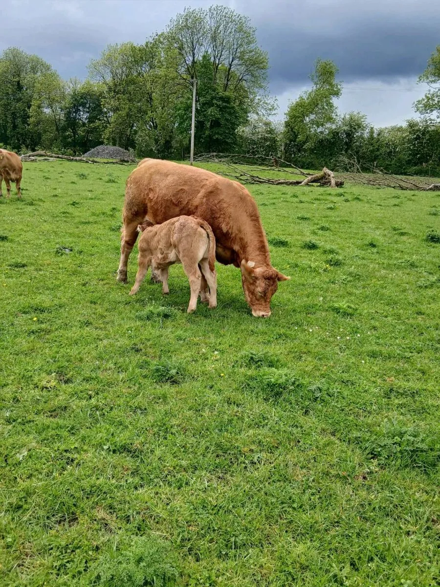 Limousine heifer PB and heifer calf - Image 1