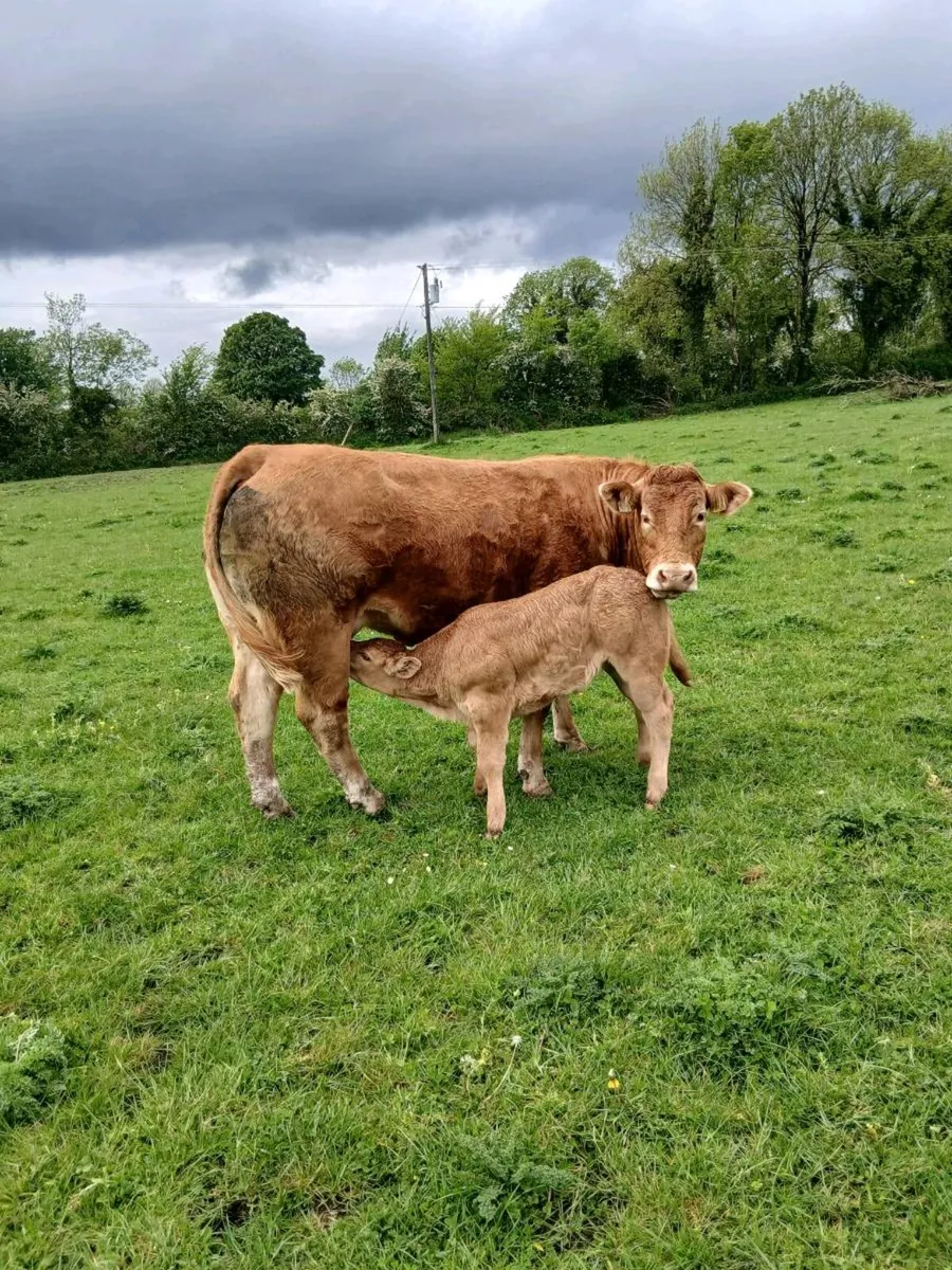 Limousine heifer PB and heifer calf - Image 2