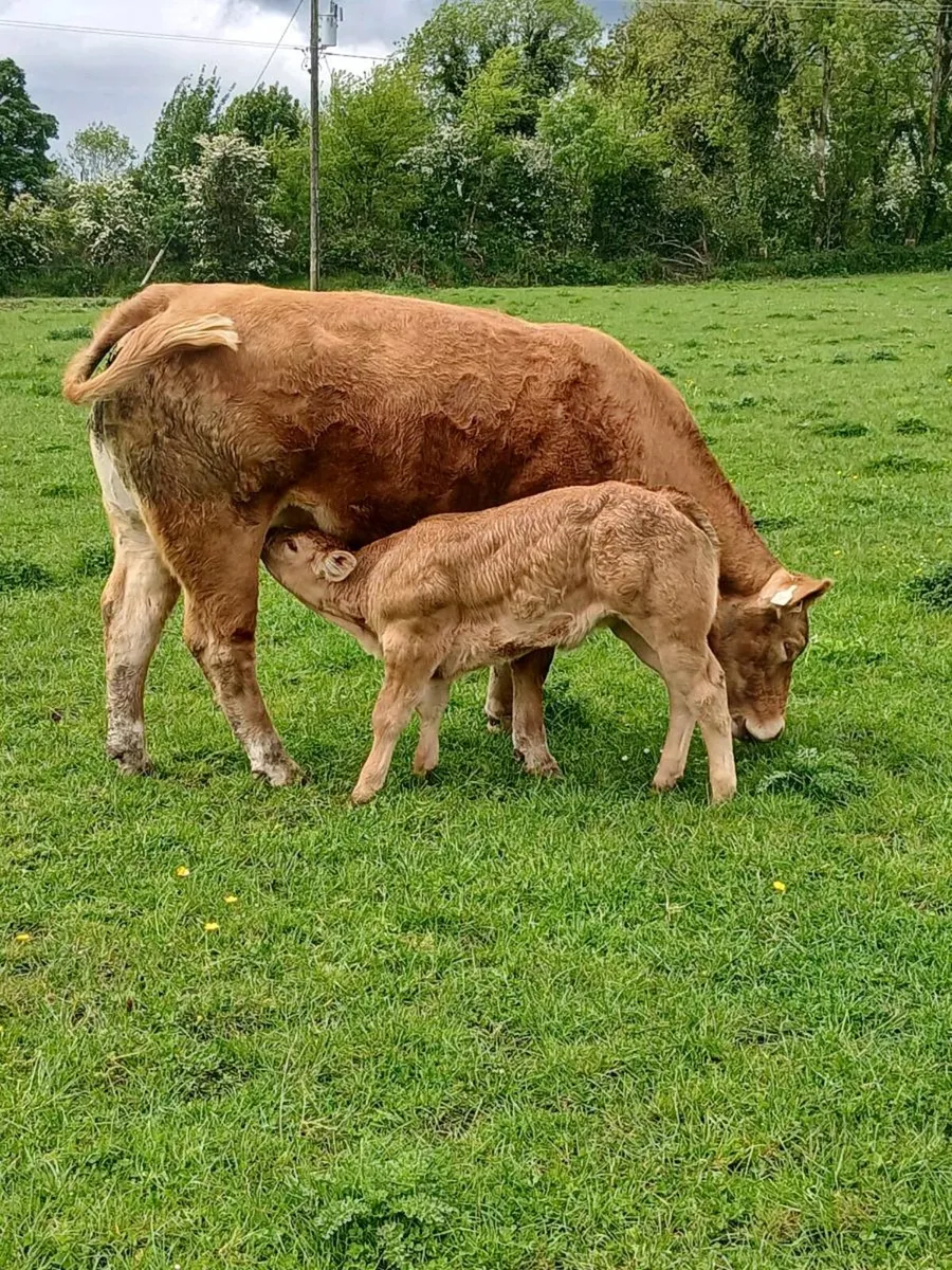 Limousine heifer PB and heifer calf - Image 3