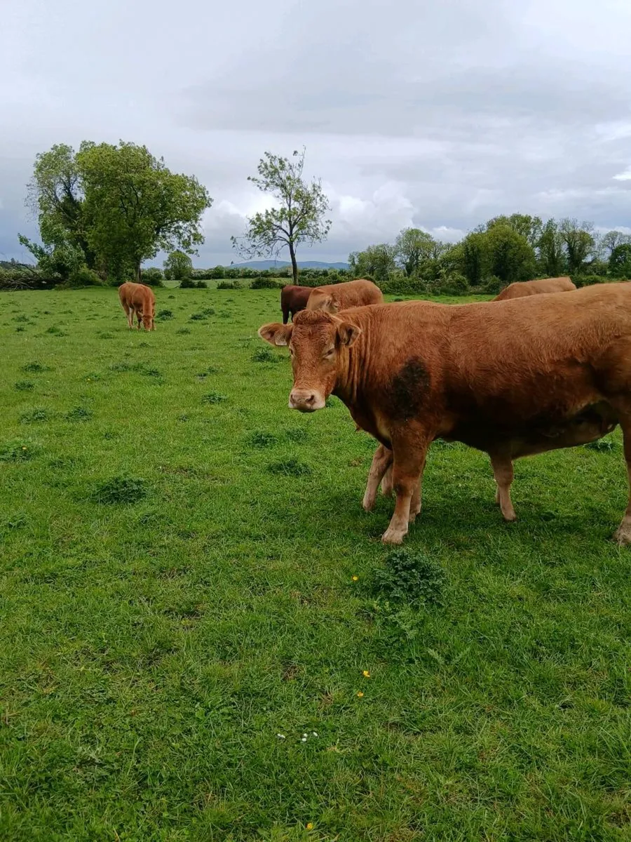 Limousine heifer PB and heifer calf - Image 4
