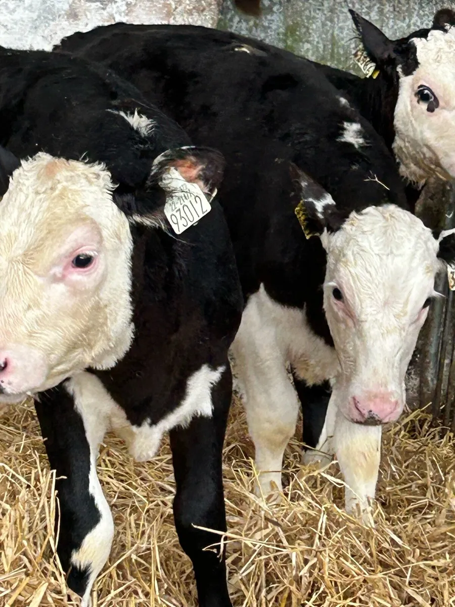3 EXCEPTIONAL QUALITY HEREFORD HEIFERS - Image 1