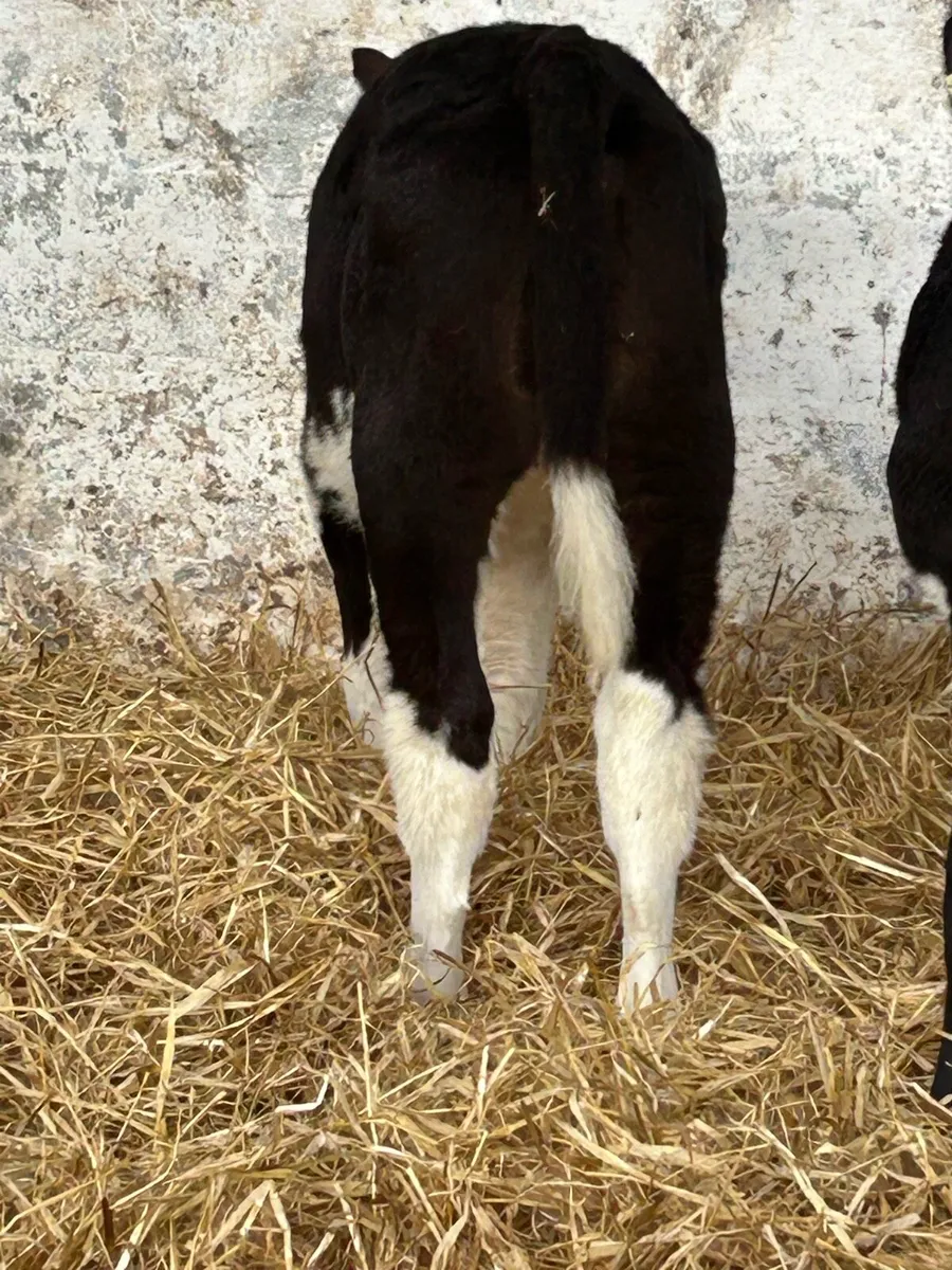 3 EXCEPTIONAL QUALITY HEREFORD HEIFERS - Image 2