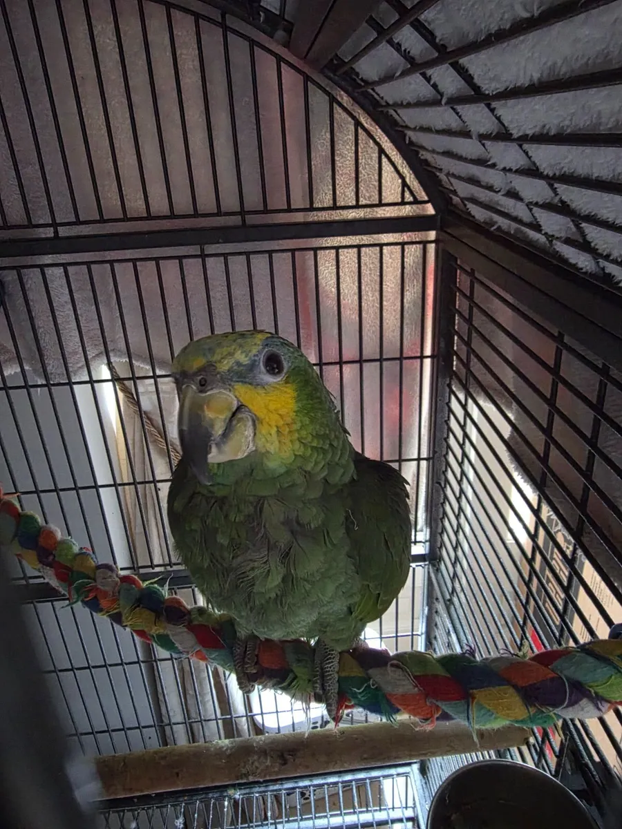 Amazon Parrot
