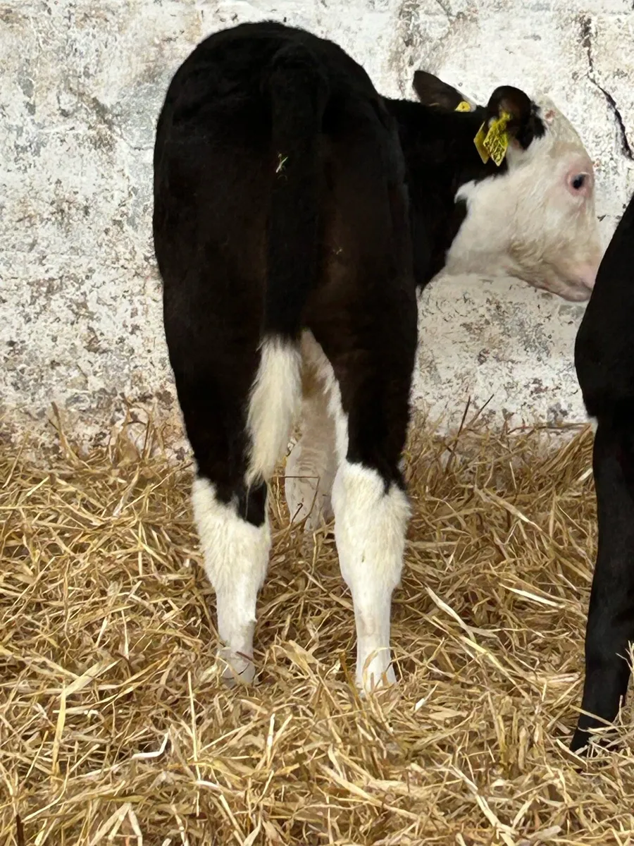 3 EXCEPTIONAL QUALITY HEREFORD HEIFERS - Image 3