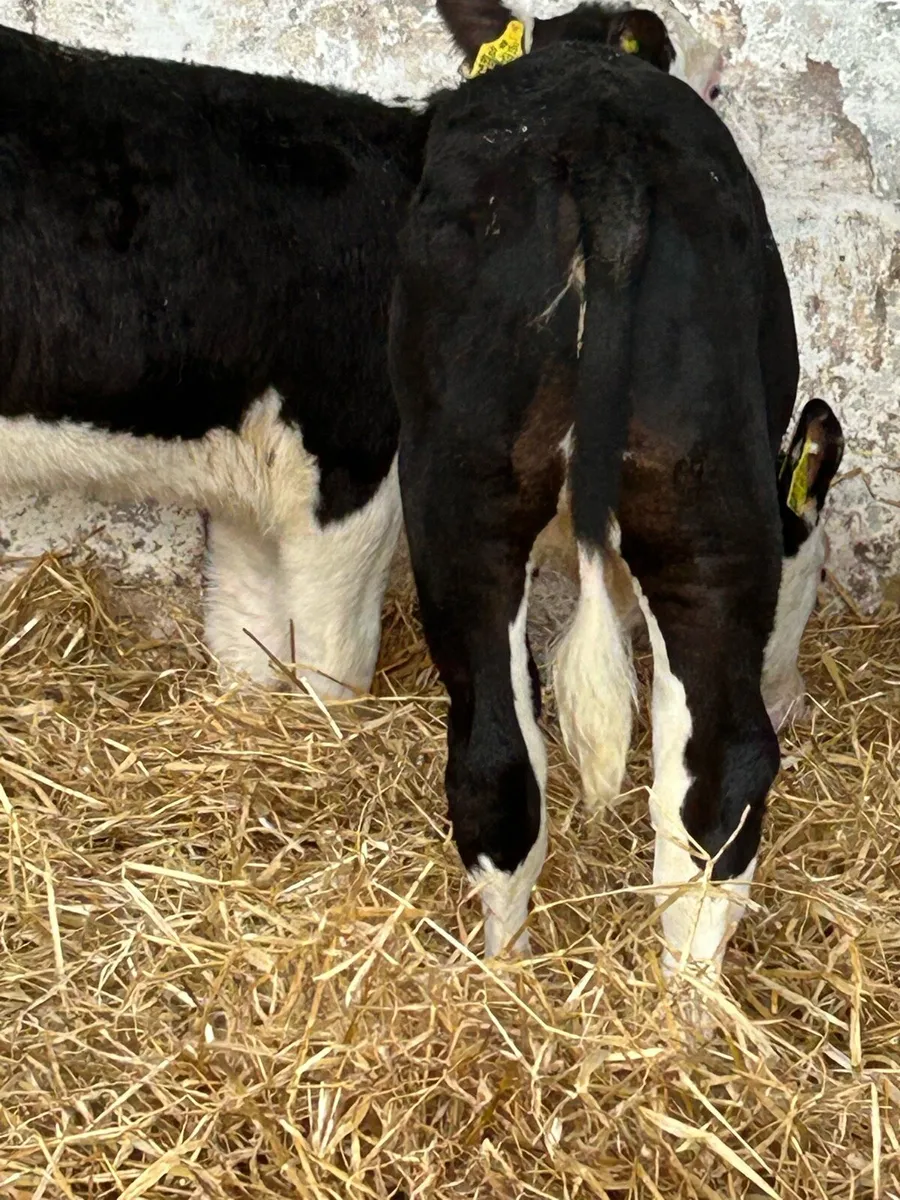 3 EXCEPTIONAL QUALITY HEREFORD HEIFERS - Image 4