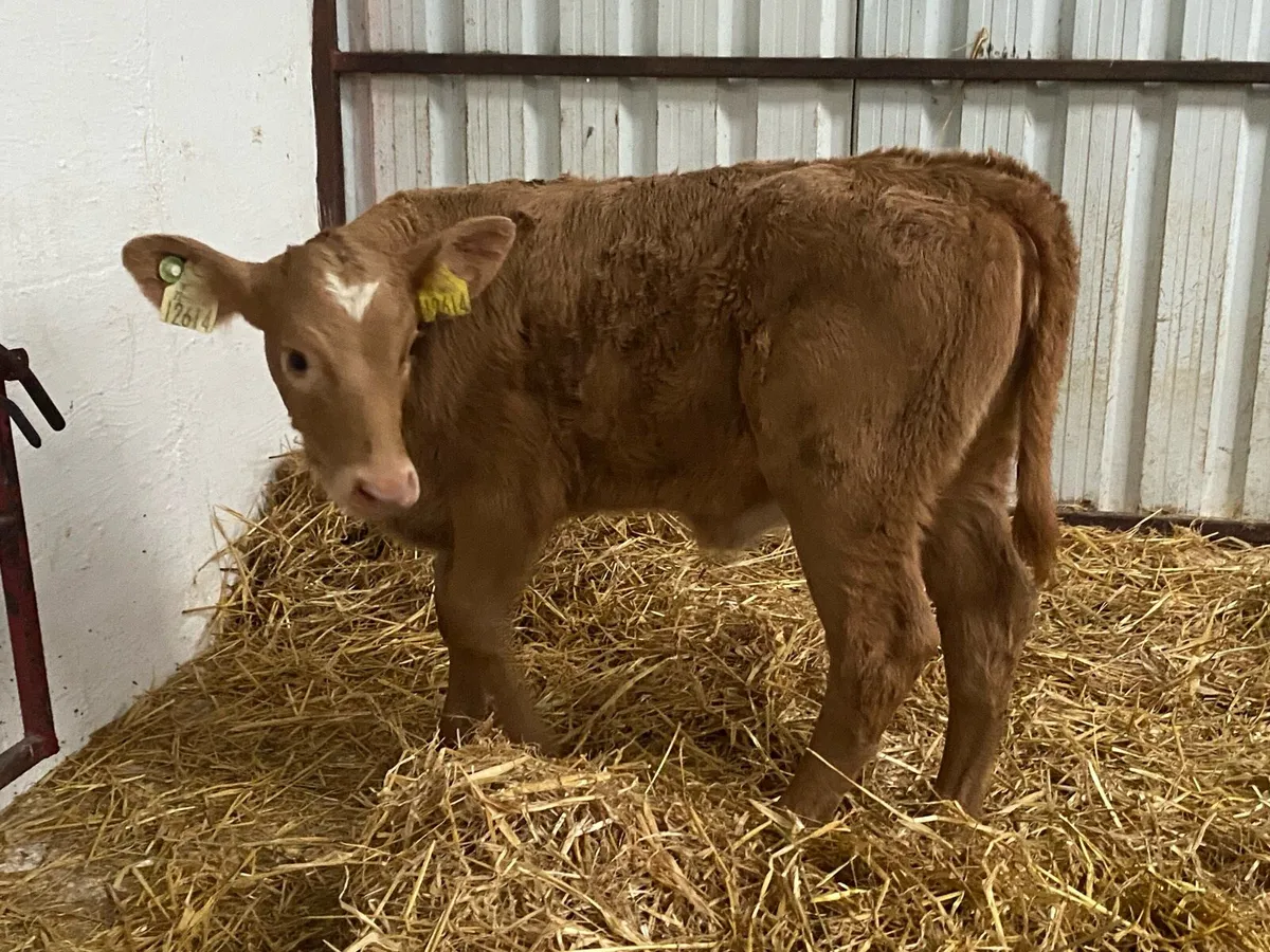 Golden Charolais Heifer Calf - Image 2