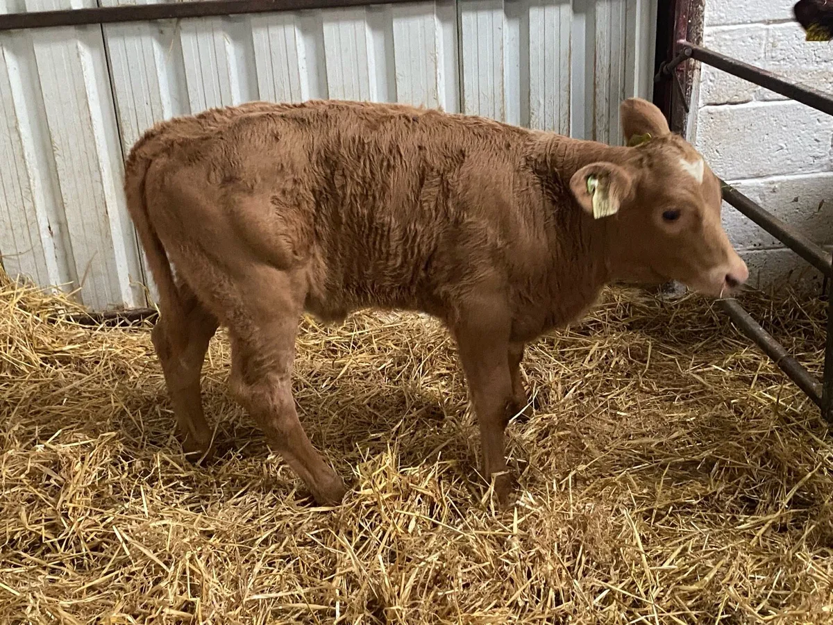 Golden Charolais Heifer Calf - Image 3