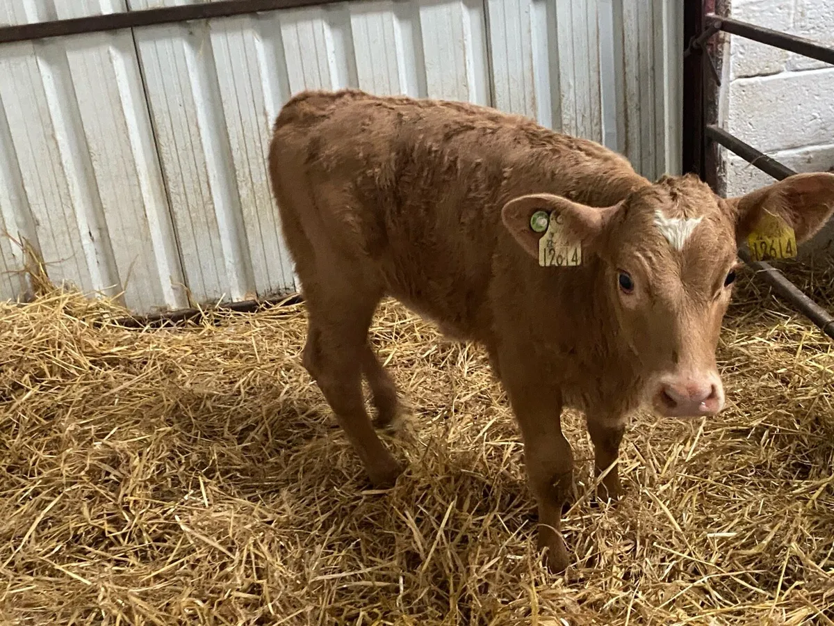 Golden Charolais Heifer Calf - Image 1