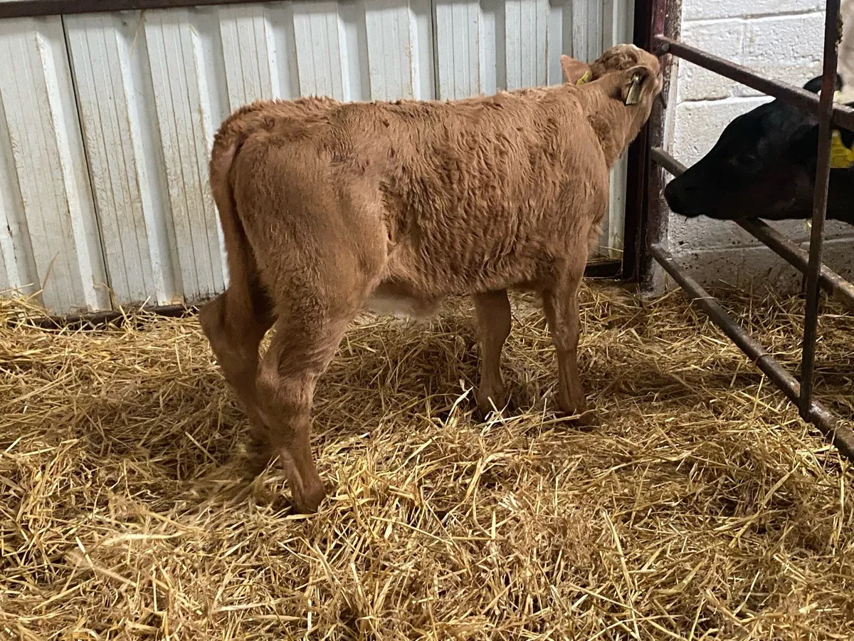 Golden Charolais Heifer Calf - Image 4