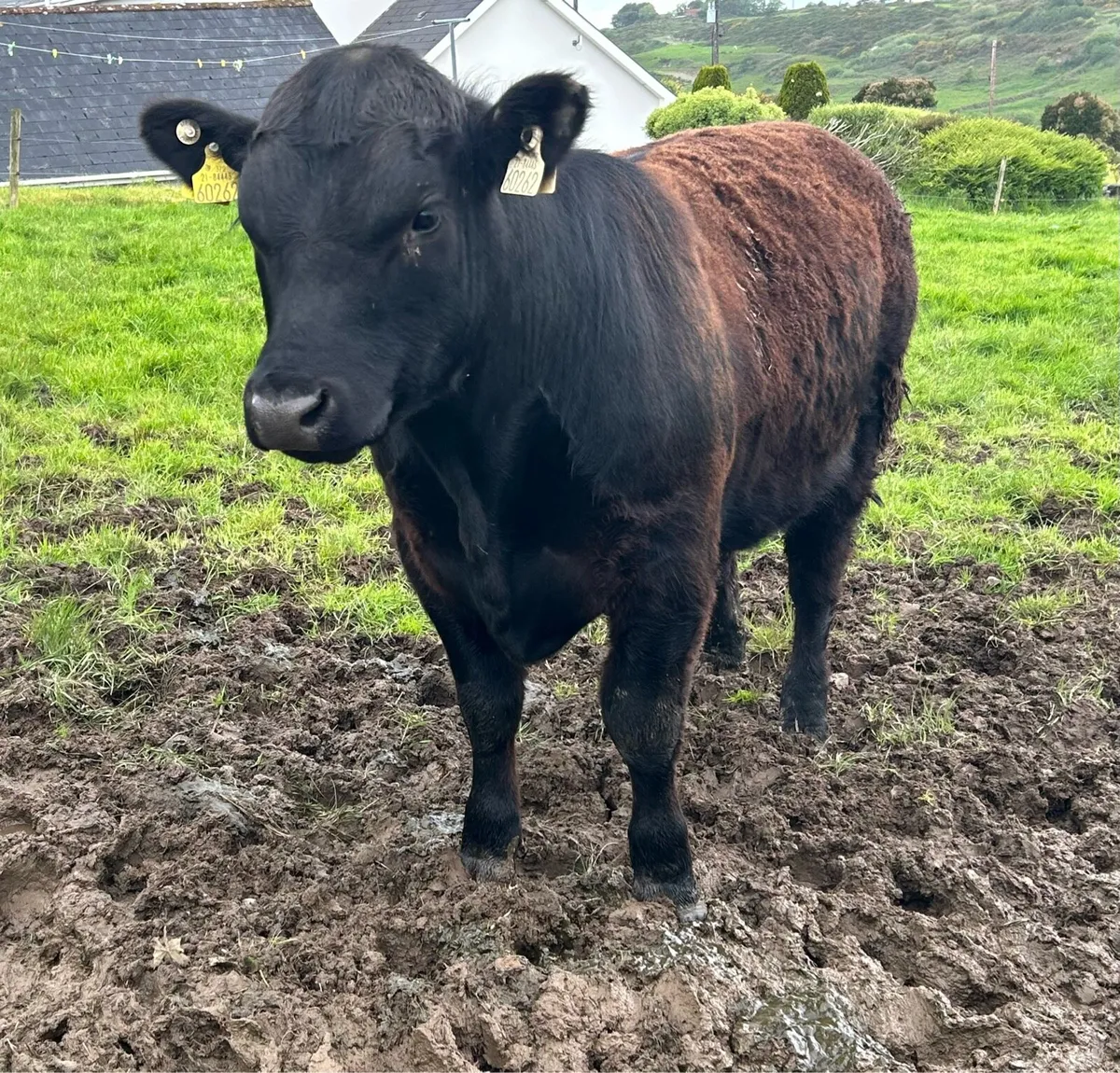 PBR Angus Bull - Image 4