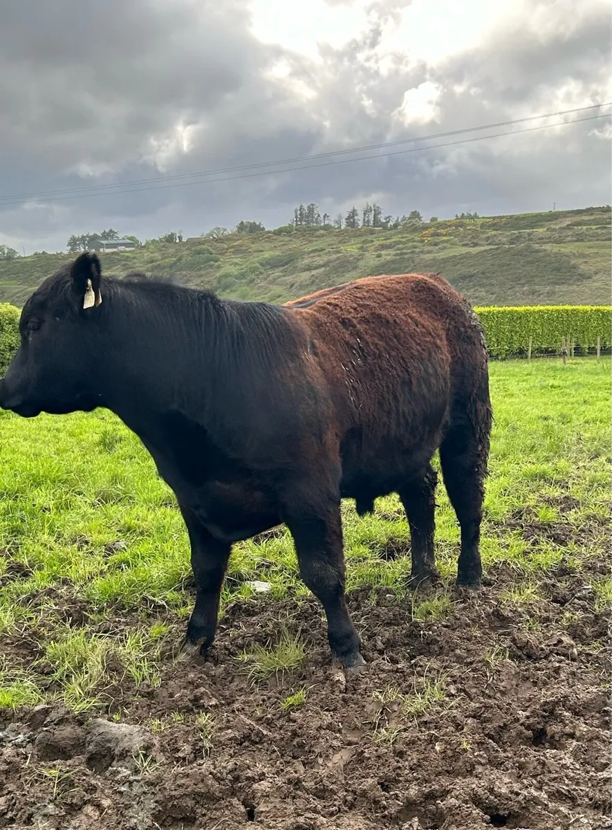 PBR Angus Bull - Image 1