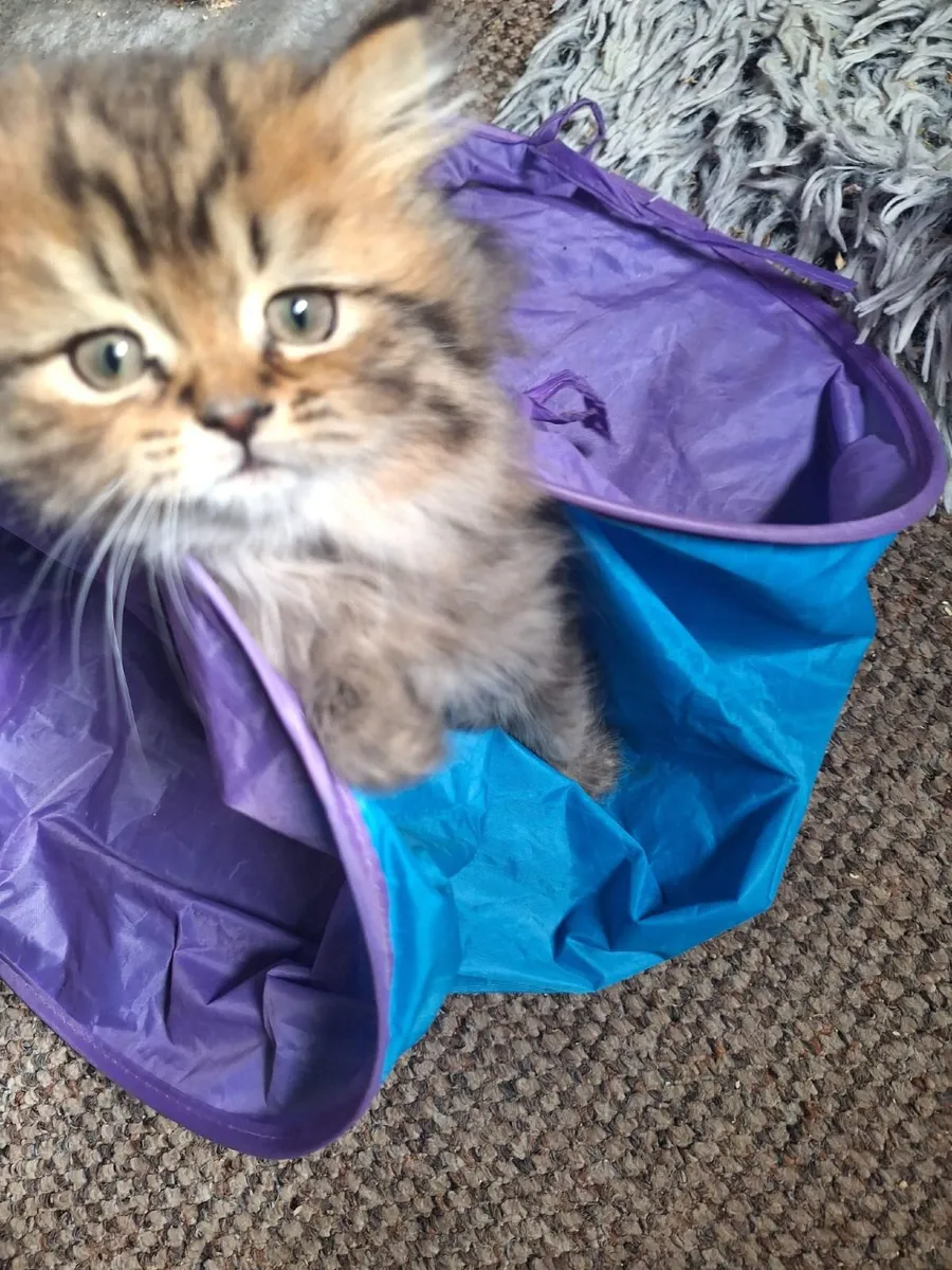PB male Persian kitten - Image 3
