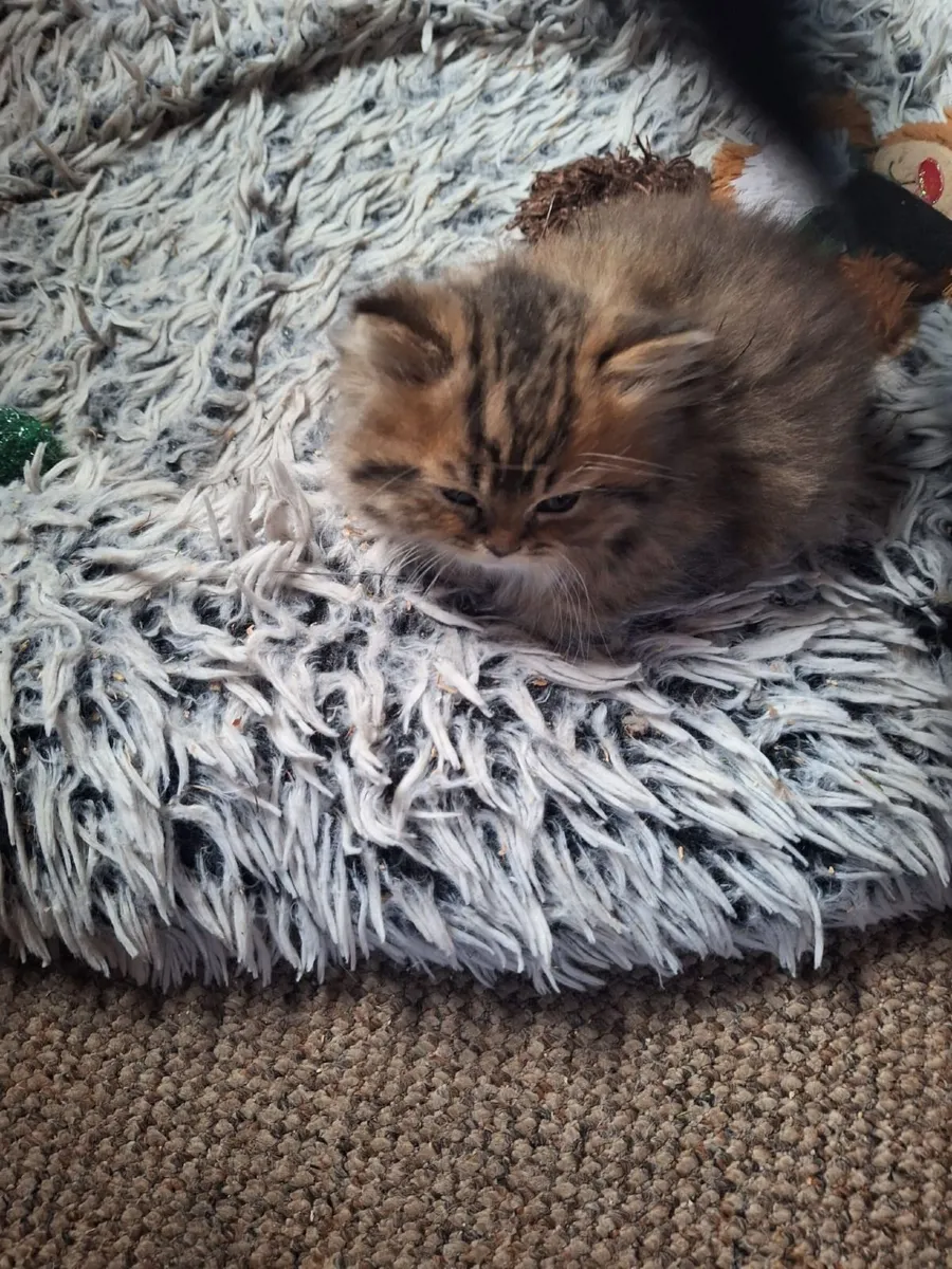 PB male Persian kitten - Image 4