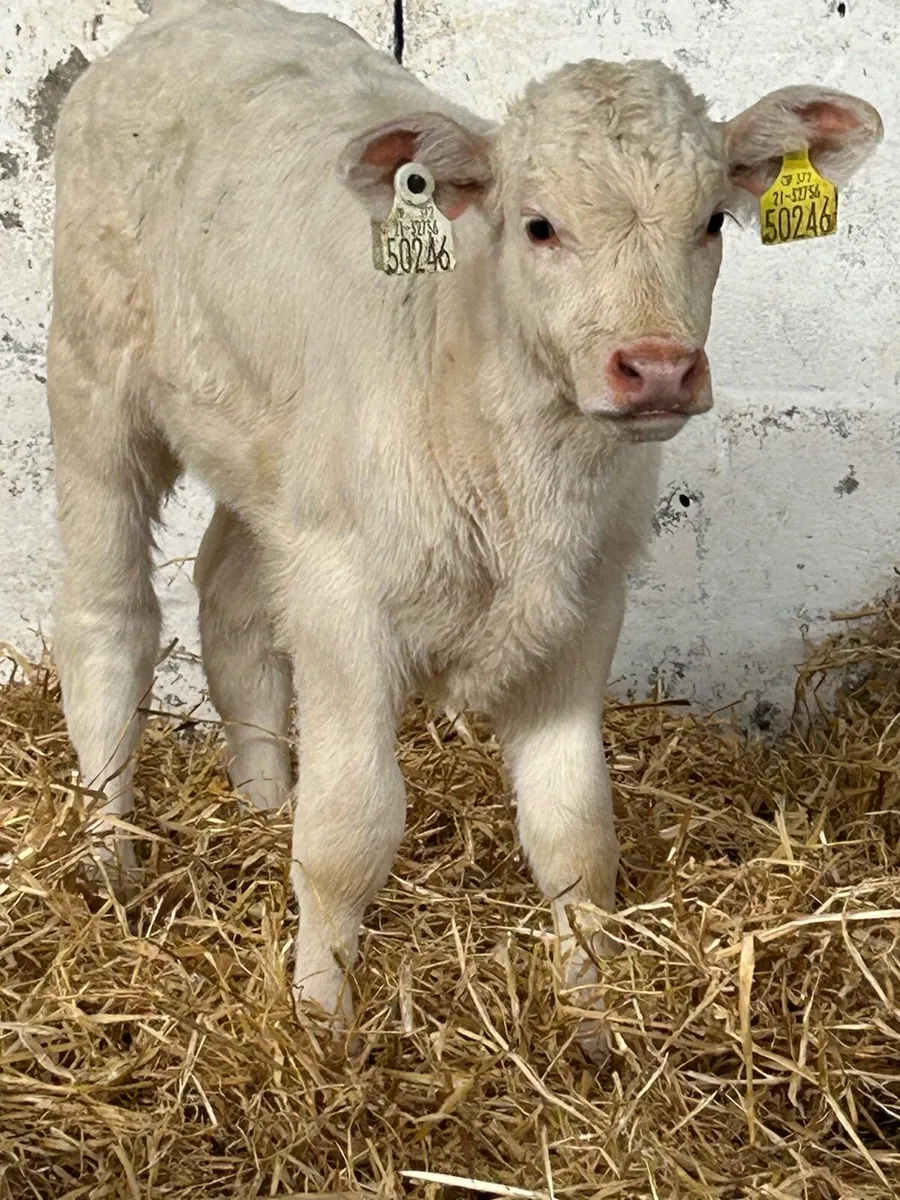 SUCKLER BRED HEIFER CALVES - Image 1
