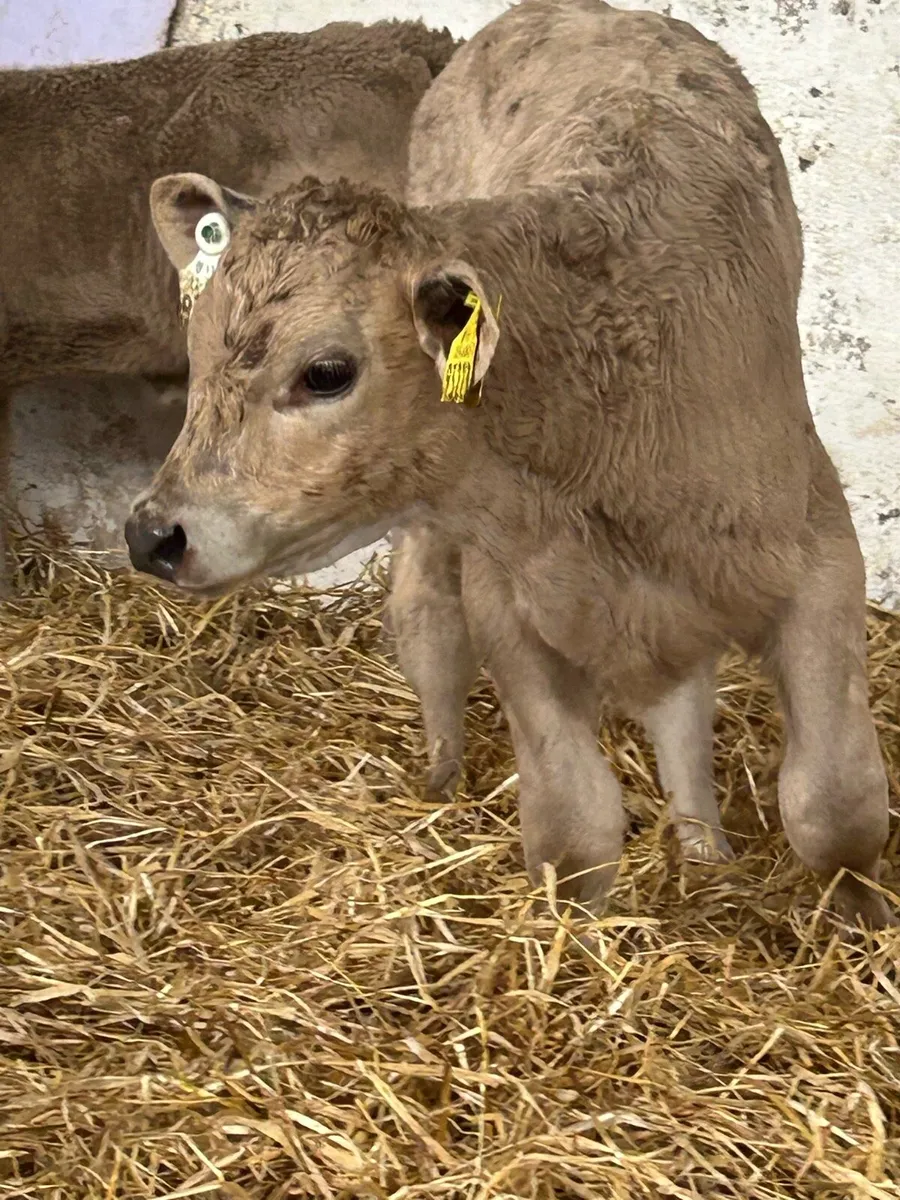 SUCKLER BRED HEIFER CALVES - Image 3