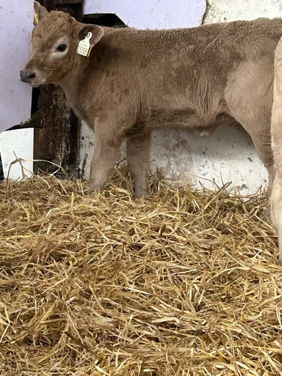 SUCKLER BRED HEIFER CALVES - Image 4